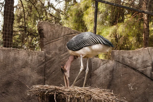 Os pássaros em ZOO — Fotografia de Stock