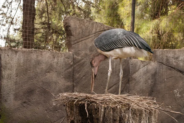 Os pássaros em ZOO — Fotografia de Stock