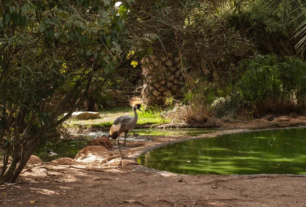 Os pássaros em ZOO — Fotografia de Stock