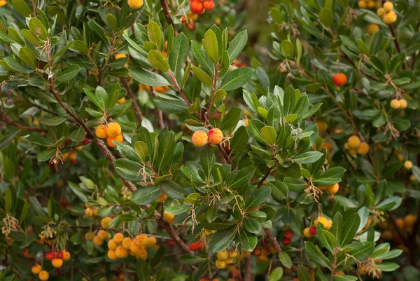 de volwassen, heldere oranje-rood, vruchten van de aardbeiboom