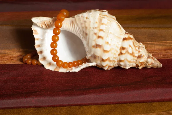 Amber necklaces on seashell — Stock Photo, Image