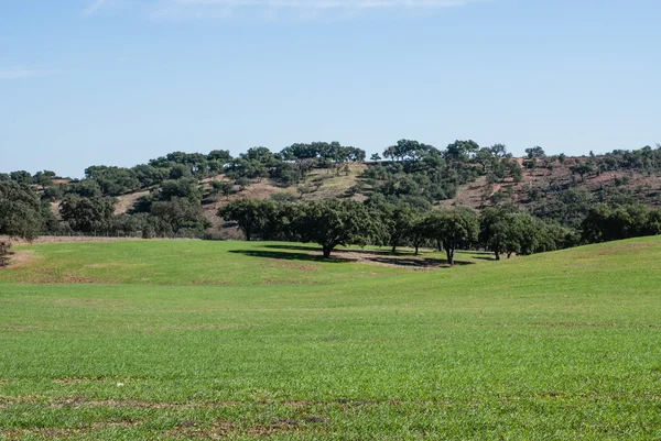 Landschap in alentejo — Stockfoto