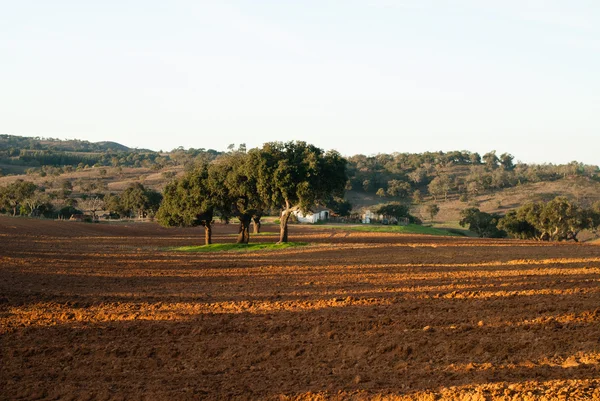 Krajobraz w alentejo — Zdjęcie stockowe