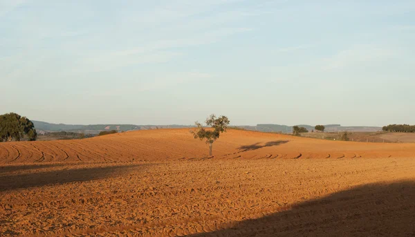 Landskap i alentejo — Stockfoto