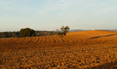 içinde Alentejo peyzaj