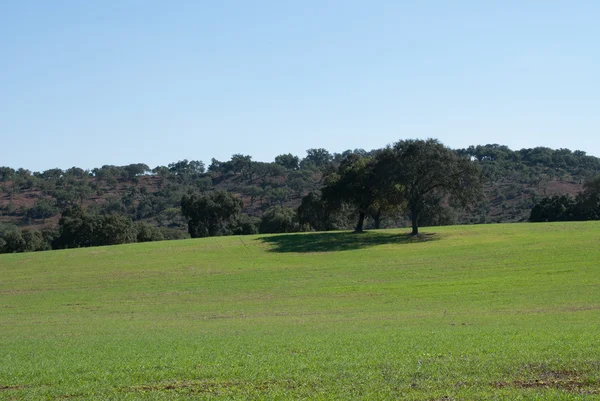 Krajobraz w alentejo — Zdjęcie stockowe