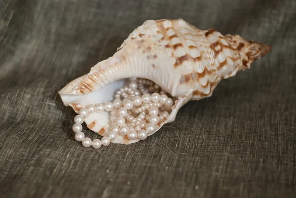 Pearl and seashell — Stock Photo, Image