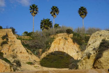 Mavi gökyüzüne karşı palmiye ağaçları