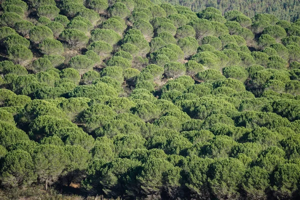 魅力的なモンシケ ポルトガル アルガルヴェの山の中 — ストック写真