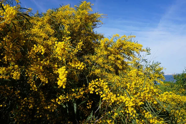 Yellow Blooming Mimosa Tree Spring — Stock Photo, Image