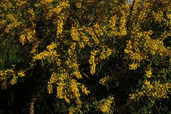 Yellow Blooming Mimosa Tree Spring — Stock Photo, Image