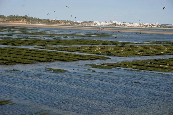 Trampas Para Ostras Ostras Bolsa Malla Flotante —  Fotos de Stock