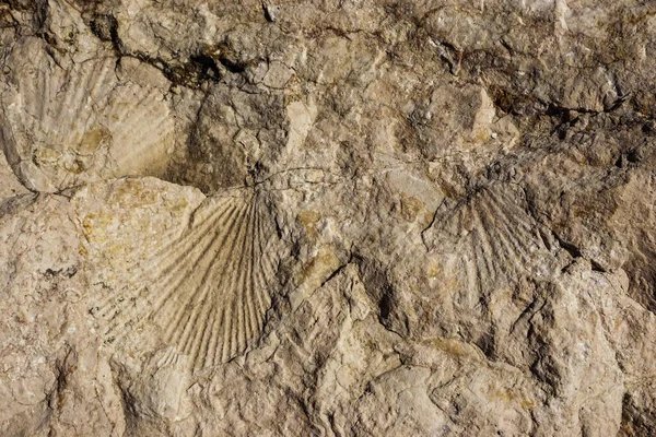 Textured Stone Sandstone Surface Close Image — Stock Photo, Image