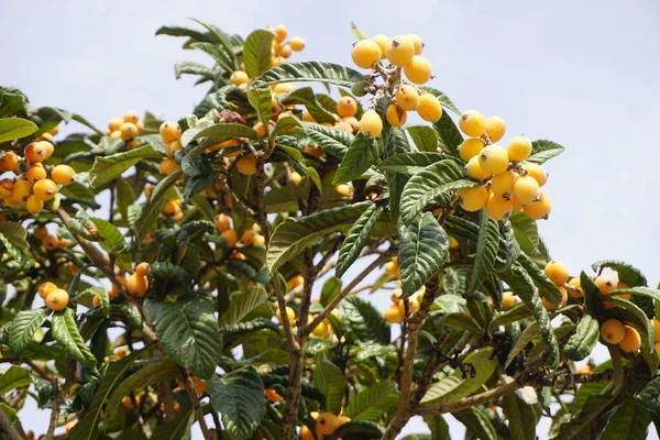 Érett Loquatok Bősége Loquat Fán Jogdíjmentes Stock Fotók