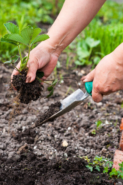 Close-up of senior woman hands planting a small plant