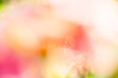 Mor, yeşil, mavi ve pembe renkli arka plan. Bokeh bulanık ışık arkaplanı