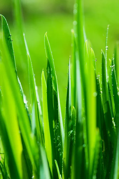 Gras. Eco aard — Stockfoto