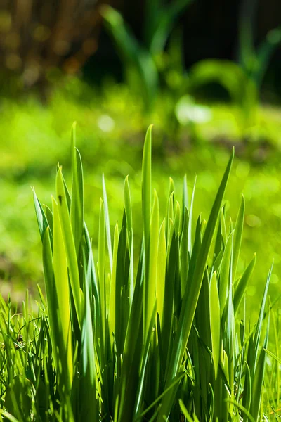 Erba. Natura ecologica — Foto Stock