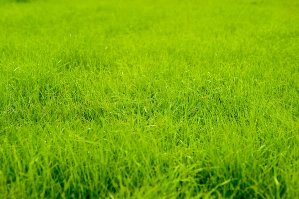 Groen gras — Stockfoto