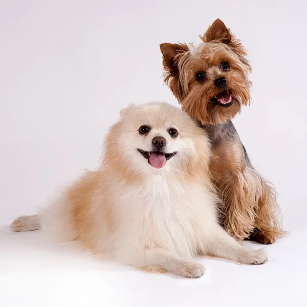 beyaz zemin üzerinde iki küçük köpek. Yorkshire terrier ve tükürük