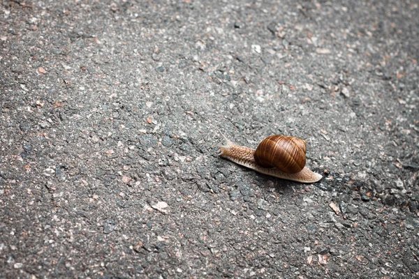 Snail on the road — Stock Photo, Image