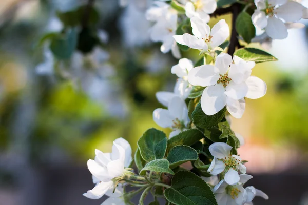 Весной цветущие яблони — стоковое фото