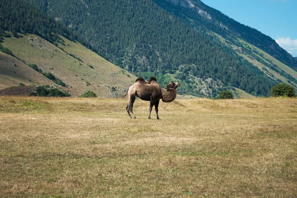 One camel near caucasus mountains at the end of summer — Stock Photo, Image