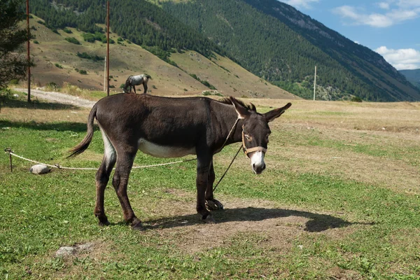 One donkey near caucasus mountains at the end of summer — Stock Photo, Image