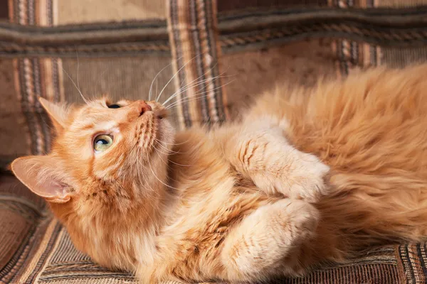 Rojo peludo juguetón gato acostado en el sofá —  Fotos de Stock