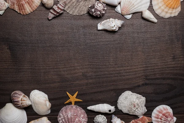 Different seashells over brown wooden background — Stock Photo, Image