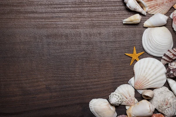Seashells on the brown wooden background — Stock Photo, Image