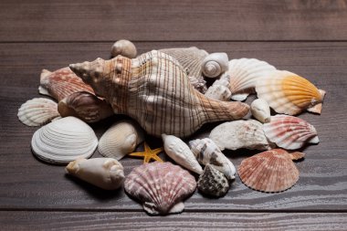 kabukları kahverengi ahşap zemin üzerinde