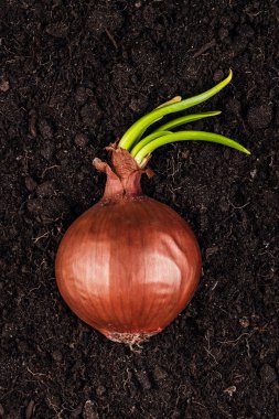 yeşil soğan taze lahanası