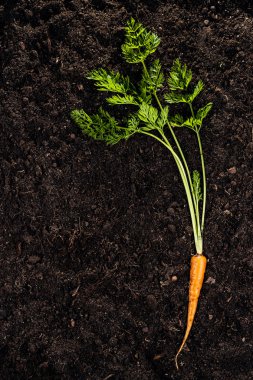 toprak zemin üzerine taze havuç