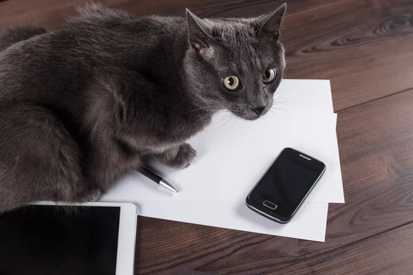 Kot na stole biuro biznesmen — Zdjęcie stockowe