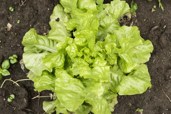 Lechuga que crece en el suelo — Foto de Stock