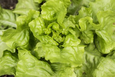 Toprakta büyüyen marul