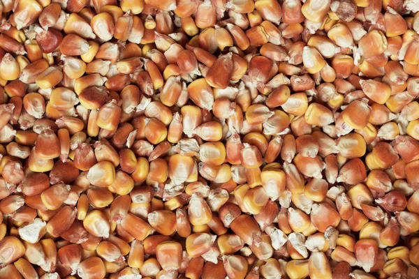 Suchej kukurydzy tekstur — Zdjęcie stockowe