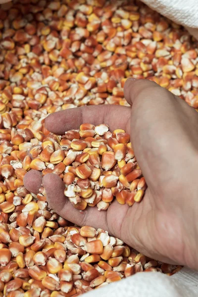 Stary torba pełna kukurydzy suchej — Zdjęcie stockowe