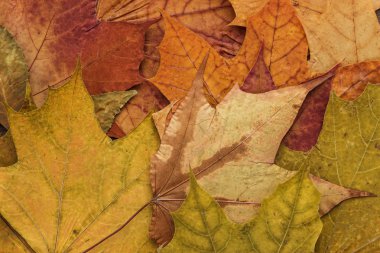 Renkli sonbahar yaprakları arkaplanı