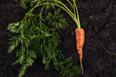 toprak zemin üzerine taze havuç