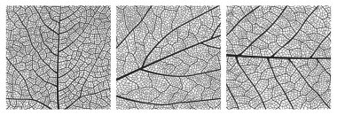 Leaf texture pattern with veins and cells. Close up leaf pattern background of vector plant or tree foliage monochrome mosaic structure, vascular tissue macro ornament of birch or maple tree leaf clipart