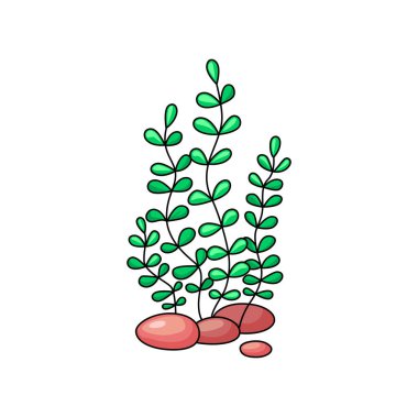 Çizgi film deniz yosunu yeşili su altı bitkisi ve taşlar veya taşlar, deniz tabanı süslemesi. Vektör su altı bitkisi, akvaryum ve tank dekoru, tropikal deniz yatağı deniz canlıları, deniz altı bitki örtüsü.