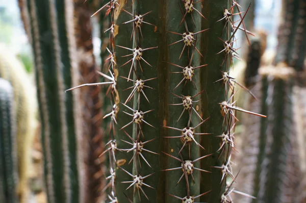 Cactus — Foto de Stock