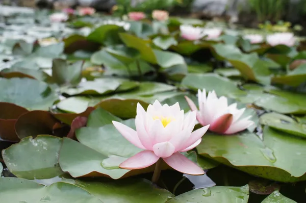 Lotus — Stock Photo, Image