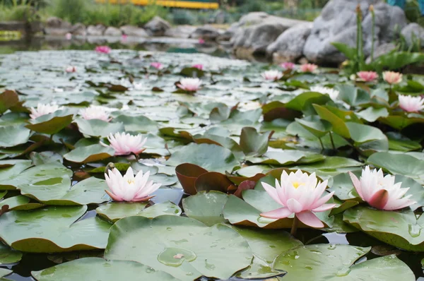 Lotus — Stock Photo, Image