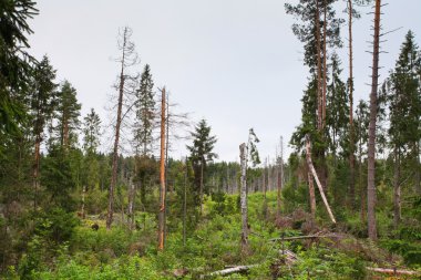 düşeş bir bataklık üzerinde