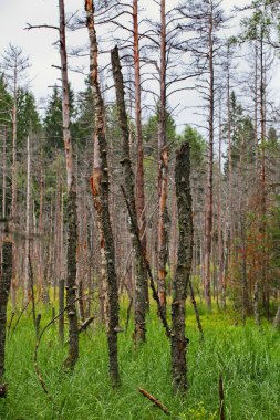 Bataklık görüntüsü