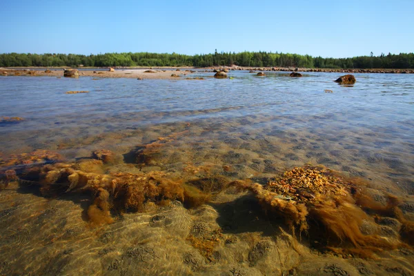 Белый морской пляж на Соловецком острове — стоковое фото