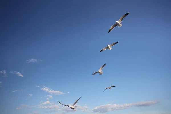 Gaviotas —  Fotos de Stock